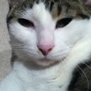 Meet your Posher, Casey